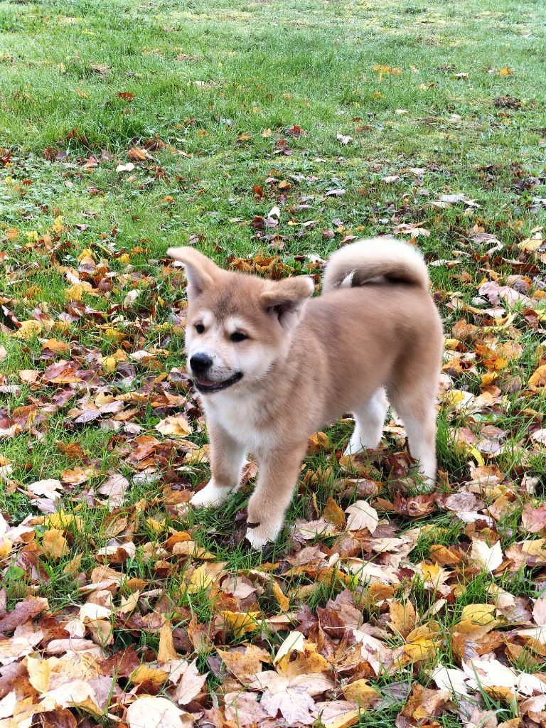 Du Domaine Du Mont Fuji - Chiot mâle Disponible 