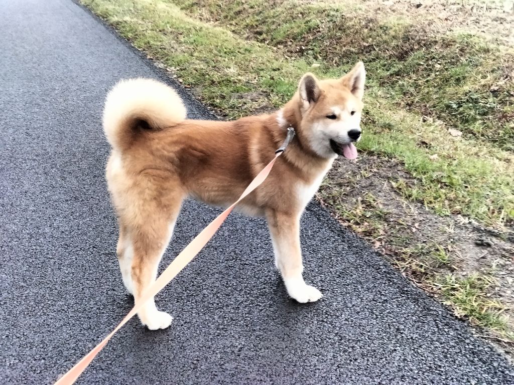 Du Domaine Du Mont Fuji - Chiot disponible  - Akita