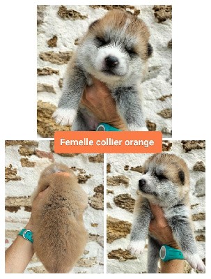 CHIOT 6 collier orange 