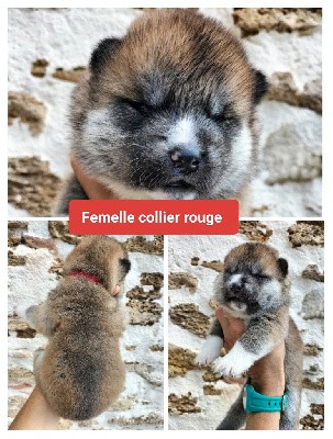 CHIOT 7 collier rouge 