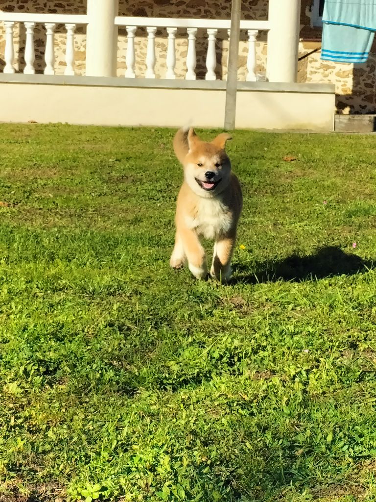 Du Domaine Du Mont Fuji - Chiot disponible  - Akita