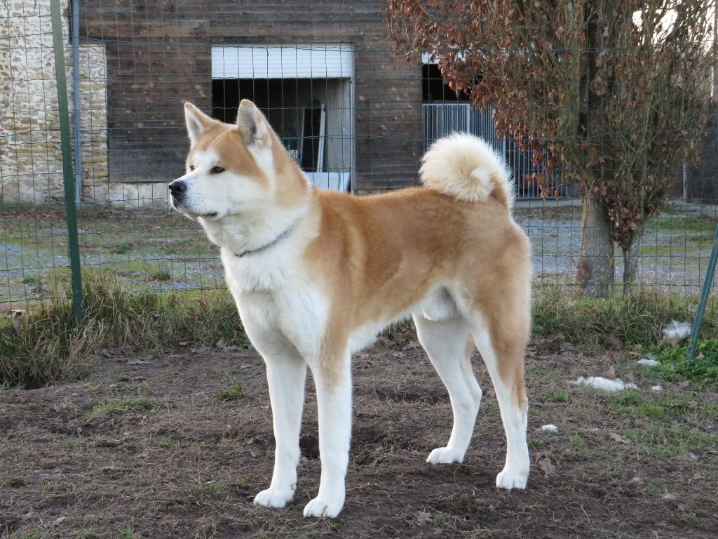 Ohana des akitas des hauteurs du leman